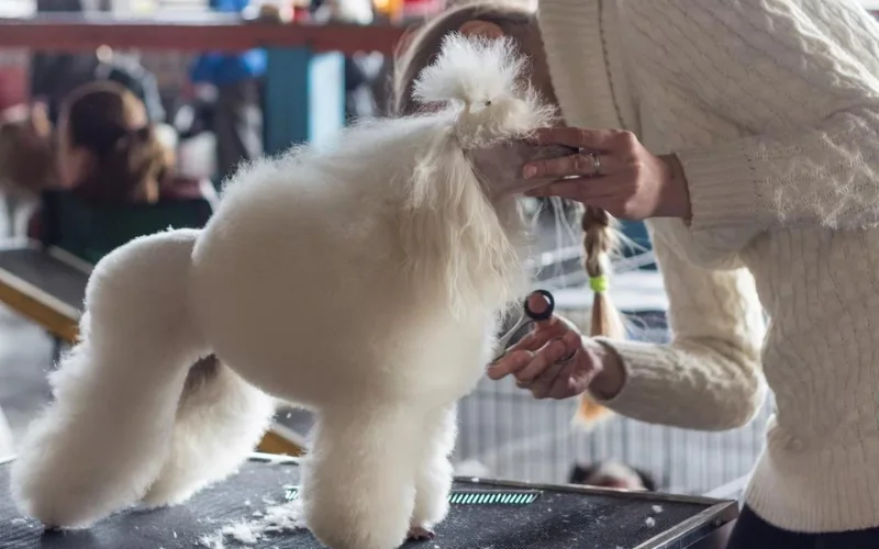 Bedlington Terrier Dog