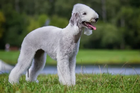 Bedlington Terrier Infectious Disease