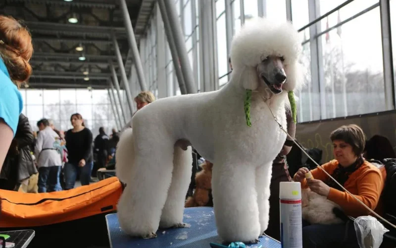 Bedlington Terrier