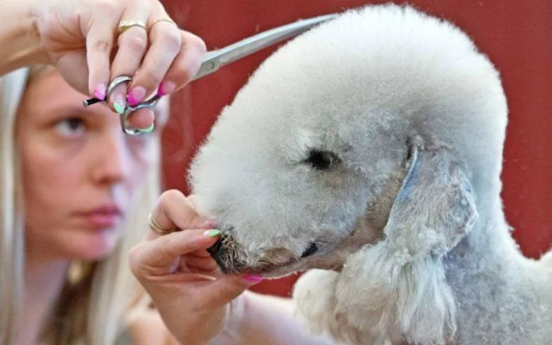 Bedlington terrier infectious disease USA